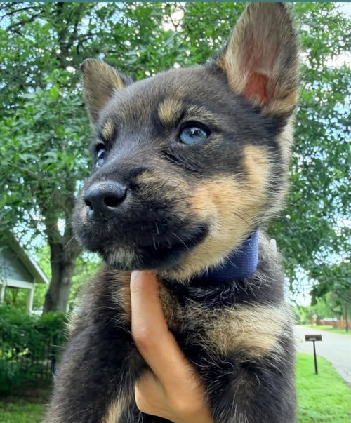 Axel Rose (Rock Star Litter)