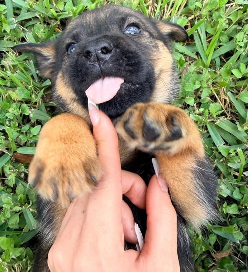Bowie (Rock Star Litter)