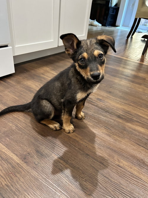 Bowie (Rock Star Litter), an adoptable German Shepherd Dog in Brewster, NY