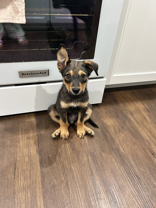 Bowie (Rock Star Litter)