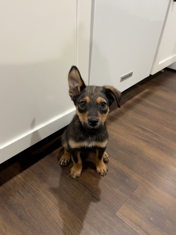 Bowie (Rock Star Litter)