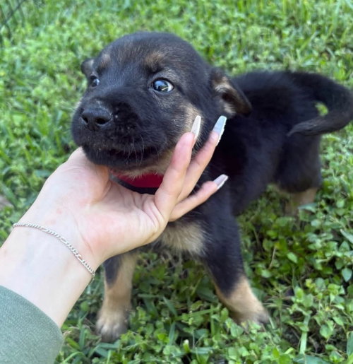 Ozzy Osborne (Rock Star Litter)