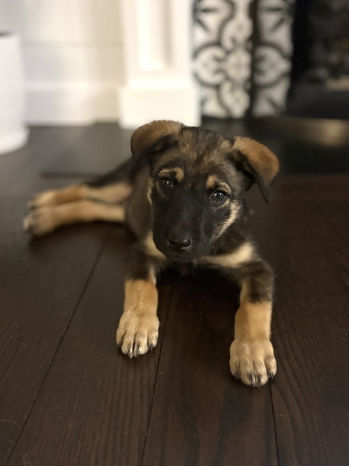 Ozzy Osborne (Rock Star Litter), an adoptable German Shepherd Dog in Brewster, NY