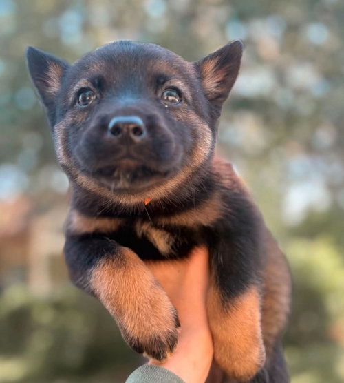 Tina Turner (Rock Star Litter)