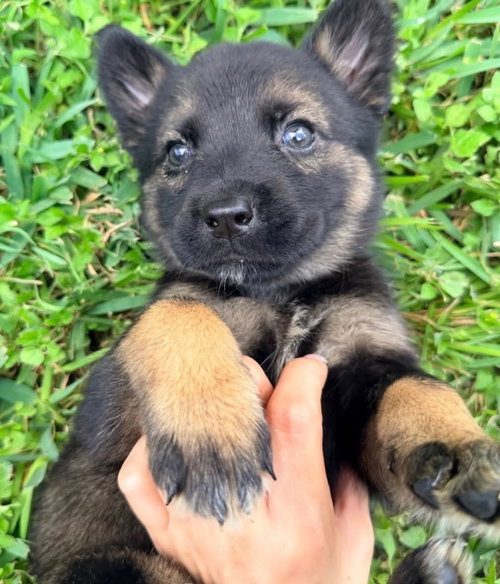 Tina Turner (Rock Star Litter), an adoptable German Shepherd Dog in Brewster, NY