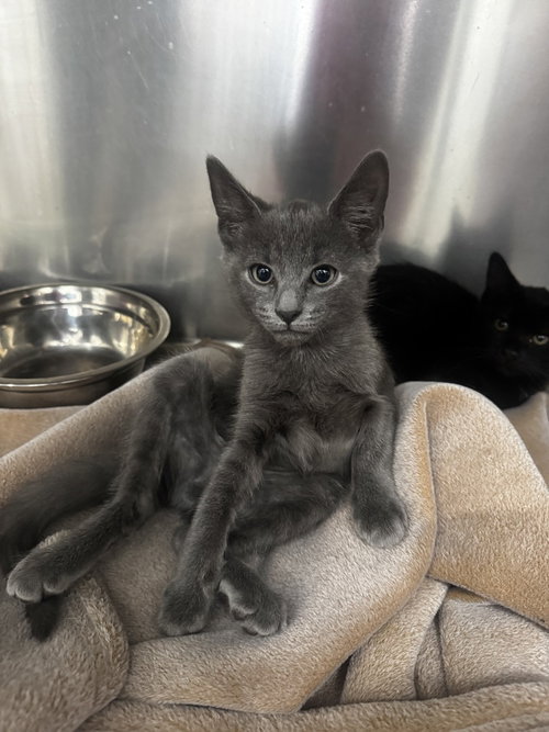 Steve (90210 Litter), Baby Domestic Short Hair, cat for adoption in Waterbury, Connecticut