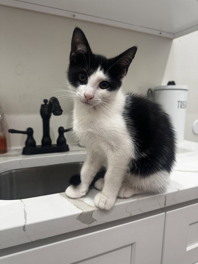 Brandon (90210 Litter), cat