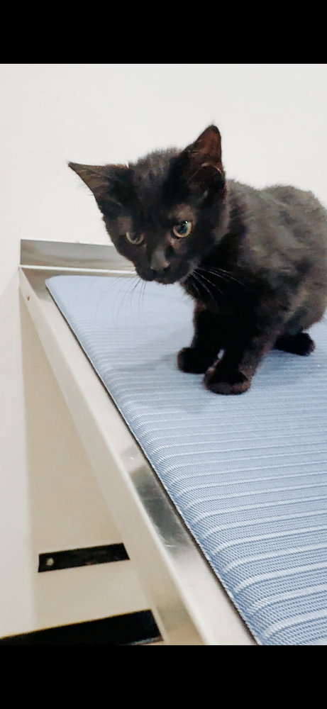 Andrea (90210 Litter), Baby Domestic Short Hair, cat for adoption in Waterbury, Connecticut