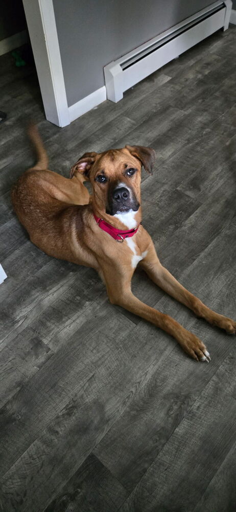 Nugget, dog