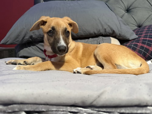 Iris (I Pups), an adoptable Shepherd in Brewster, NY