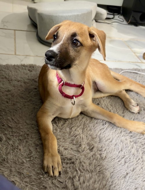 Iris (I Pups)