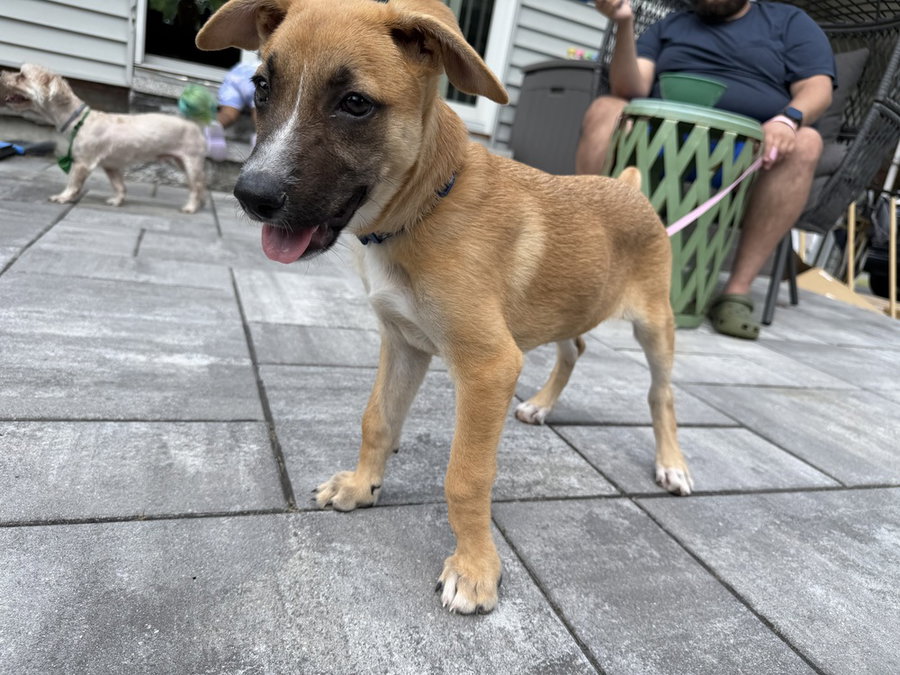 Iris (I Pups)