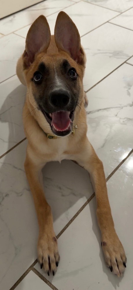 Iris (I Pups)