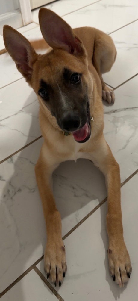 Iris (I Pups), photo 2
