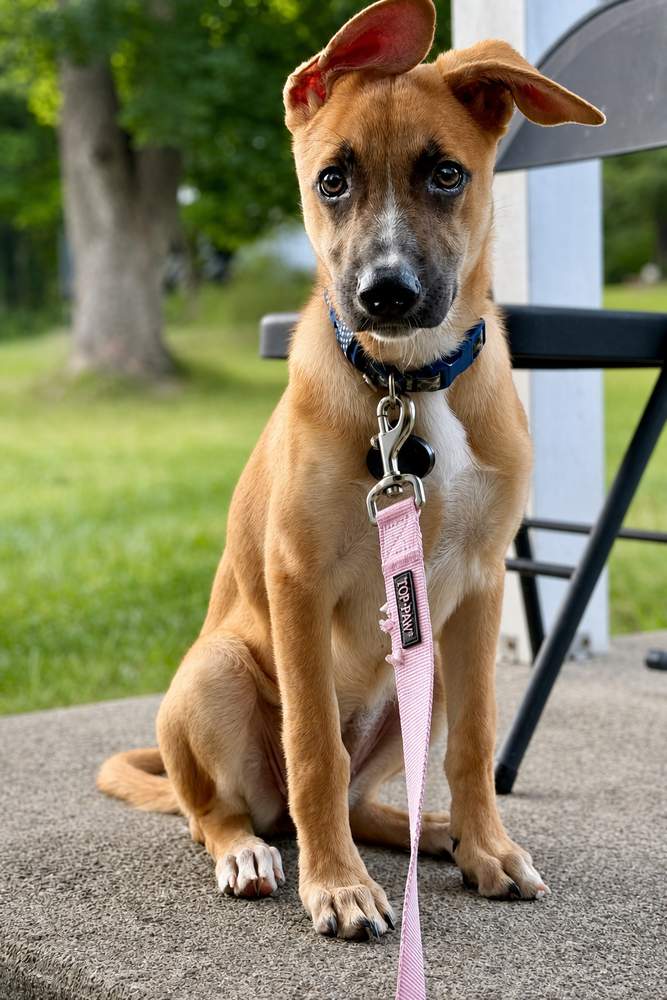 Iris (I Pups), photo 3