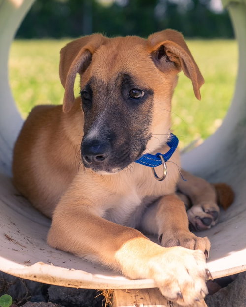 Ike (I Pups), an adoptable Shepherd in Brewster, NY