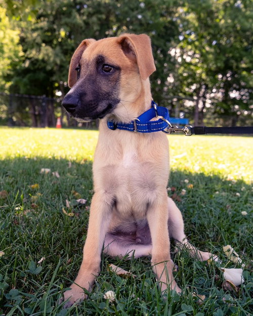 Ike (I Pups), an adoptable Shepherd in Brewster, NY