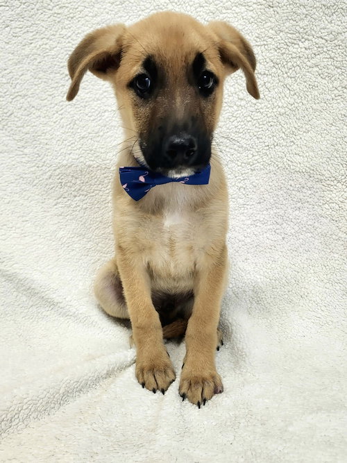 Irving (I Pups)