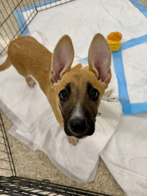 Irving (I Pups), an adoptable Shepherd in Brewster, NY