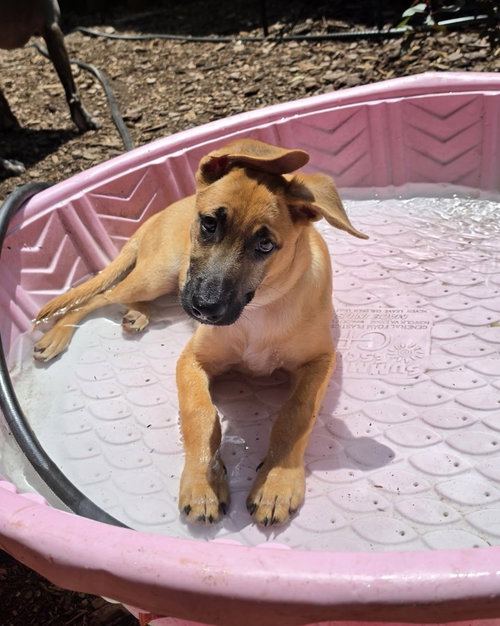 Irving (I Pups), an adoptable Shepherd in Brewster, NY