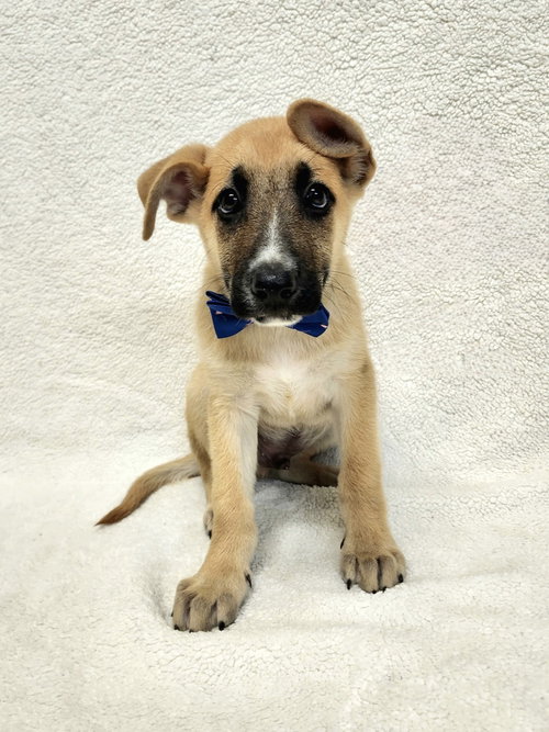 Ivan (I Pups)