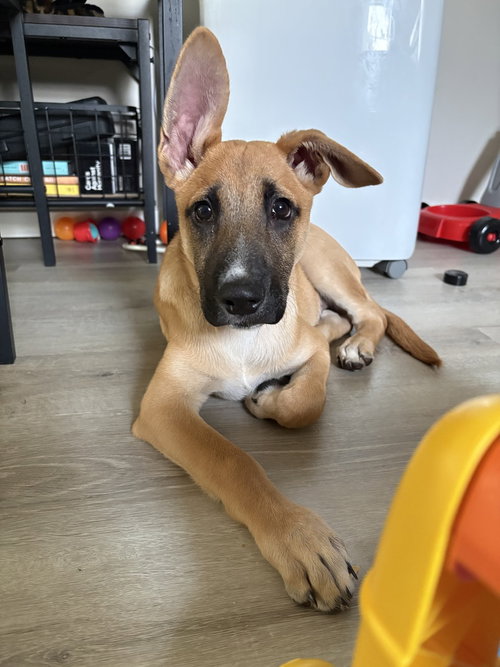 Ivan (I Pups), an adoptable Shepherd in Brewster, NY