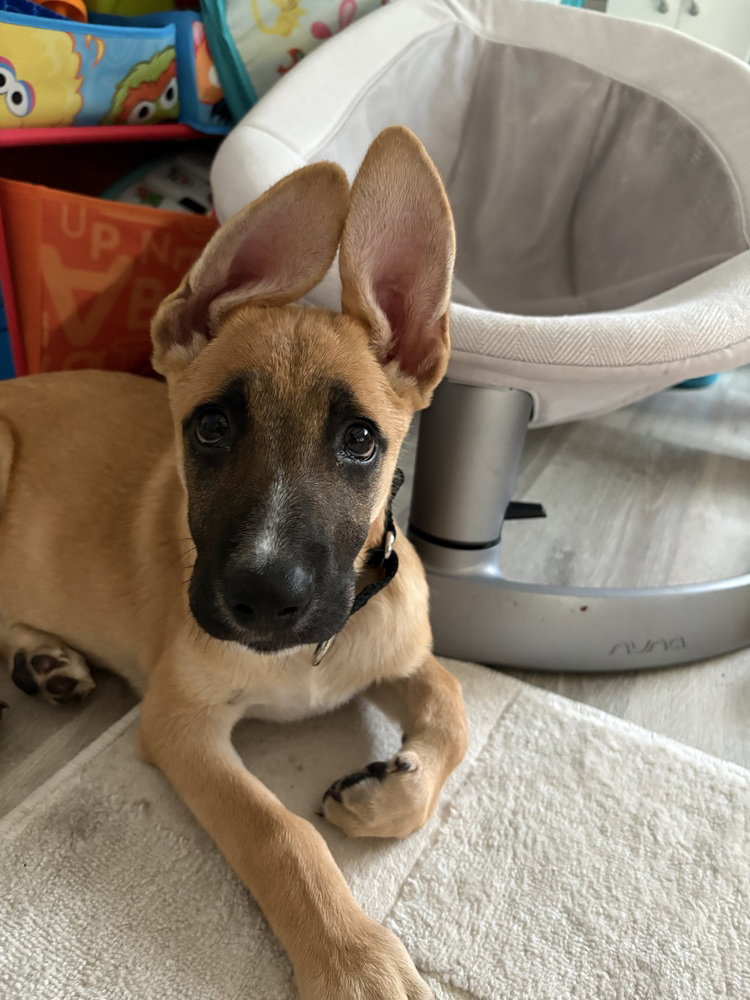 Ivan (I Pups)
