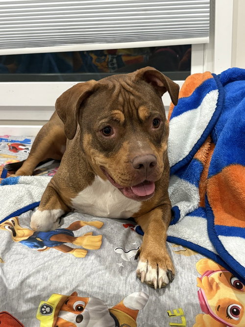 Ruby (fka Sarah), a dog for adoption from SNARR Northeast Animal Rescue