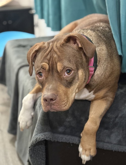 Ruby (fka Sarah), American Staffordshire Terrier / Mixed