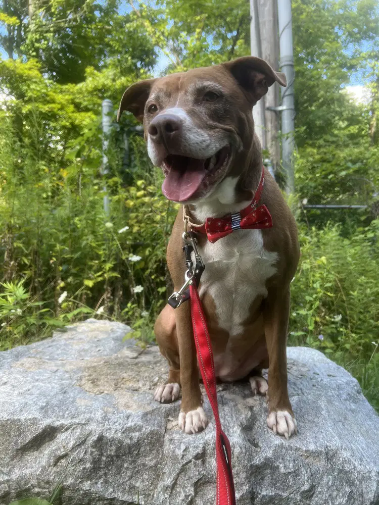 Ac - Penny - Pit Bull Terrier