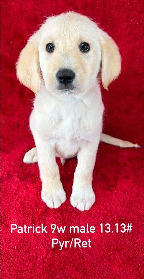 Patrick (P Puppies)