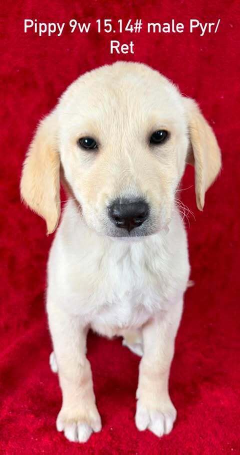 Pippy (P Puppies)