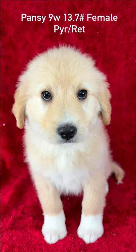 Pansy (P Puppies)