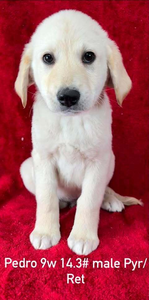 Pedro (P Puppies)