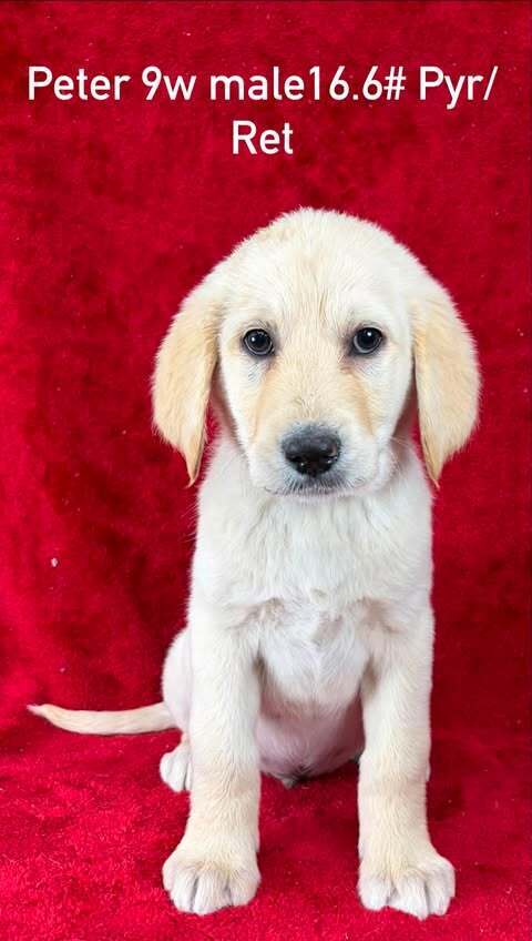 Peter (P Puppies)