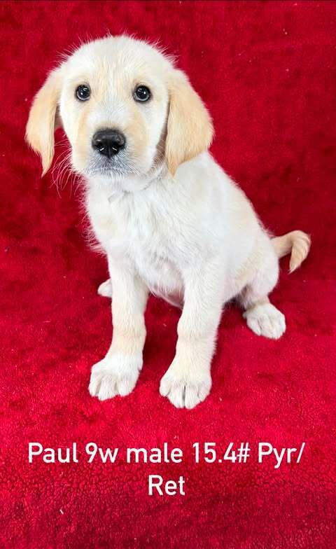 Paul (P Puppies)