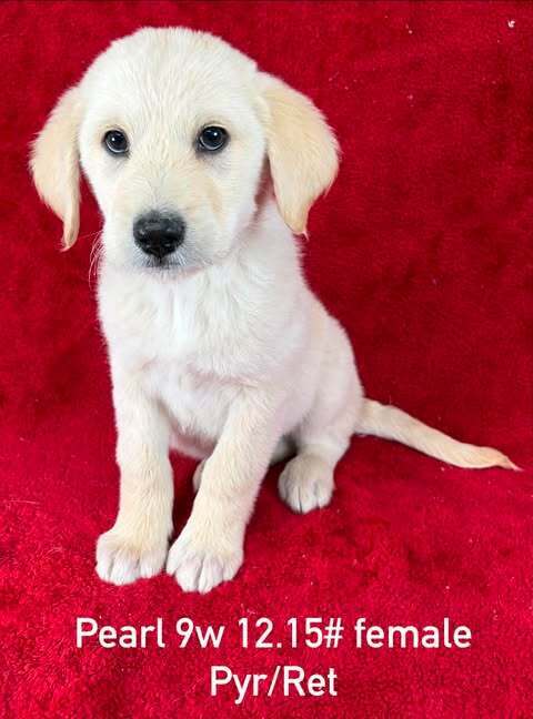 Pearl (P Puppies)