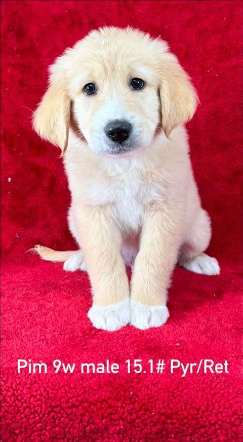 Pim (P Puppies)