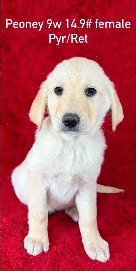 Peony (P Puppies)