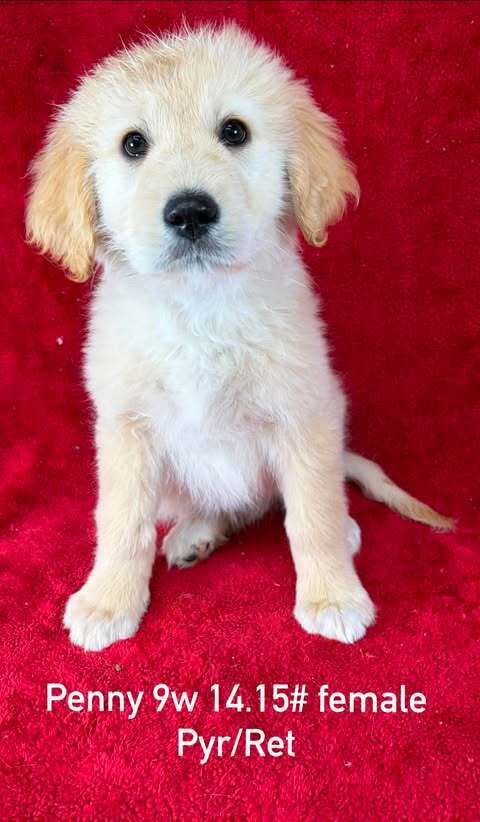 Penny (P Puppies)