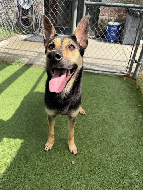 Maisy (SC), an adoptable German Shepherd Dog in Brewster, NY