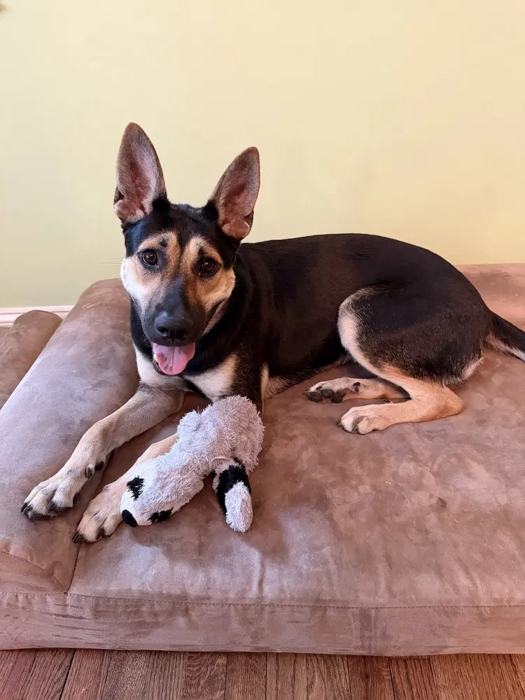 Maisy Sc - German Shepherd Dog