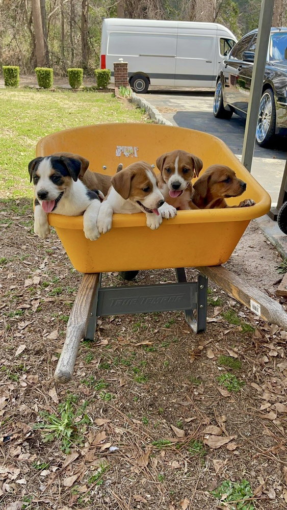 Clover (Honeybee Litter)