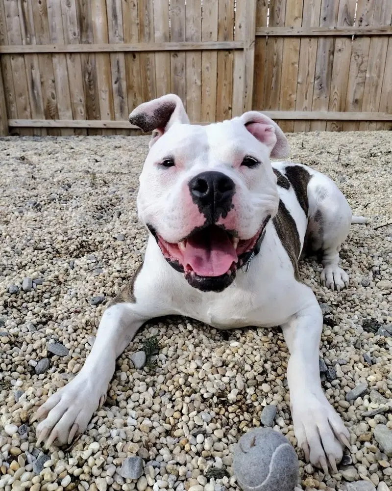 Cosmo - American Staffordshire Terrier