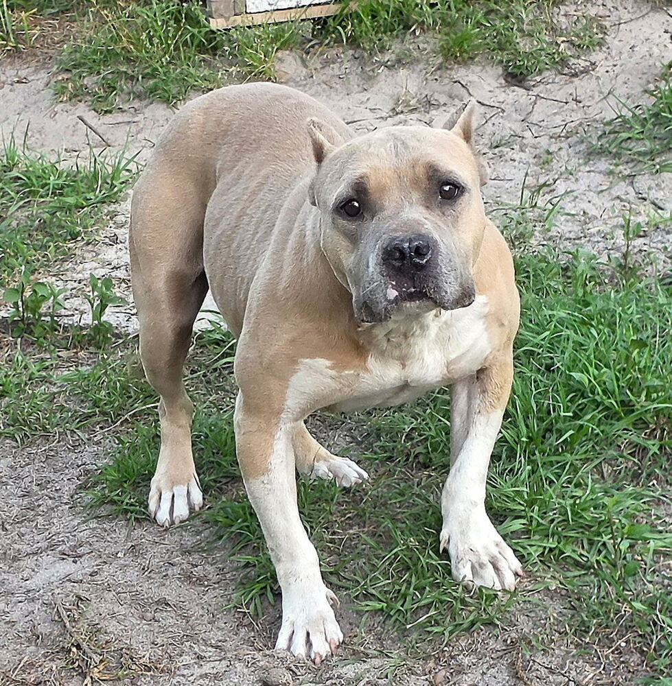 Hope (SC), dog