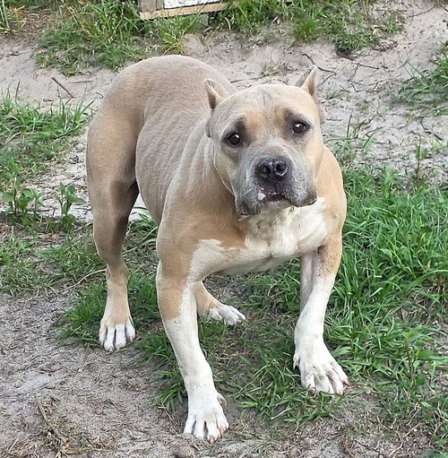 Hope (SC), a dog for adoption from SNARR Northeast Animal Rescue