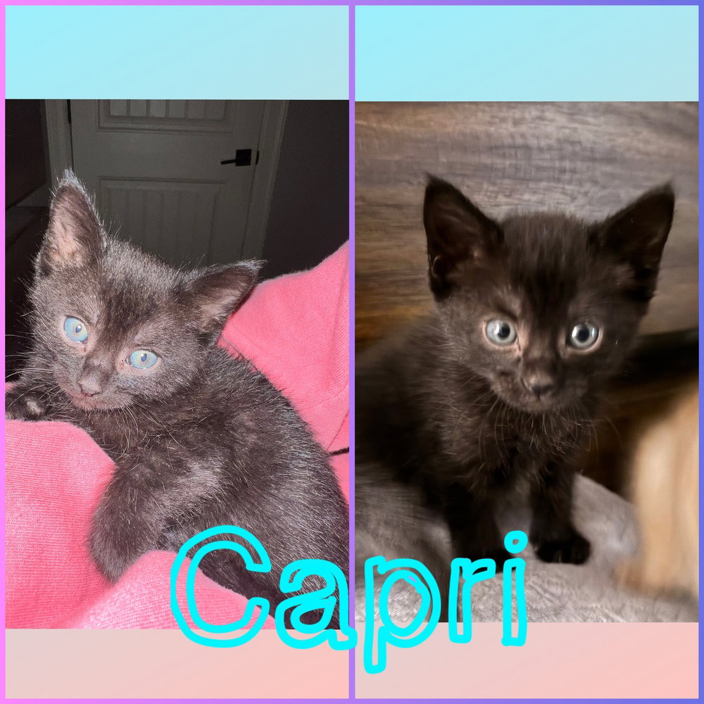 Capri, cat