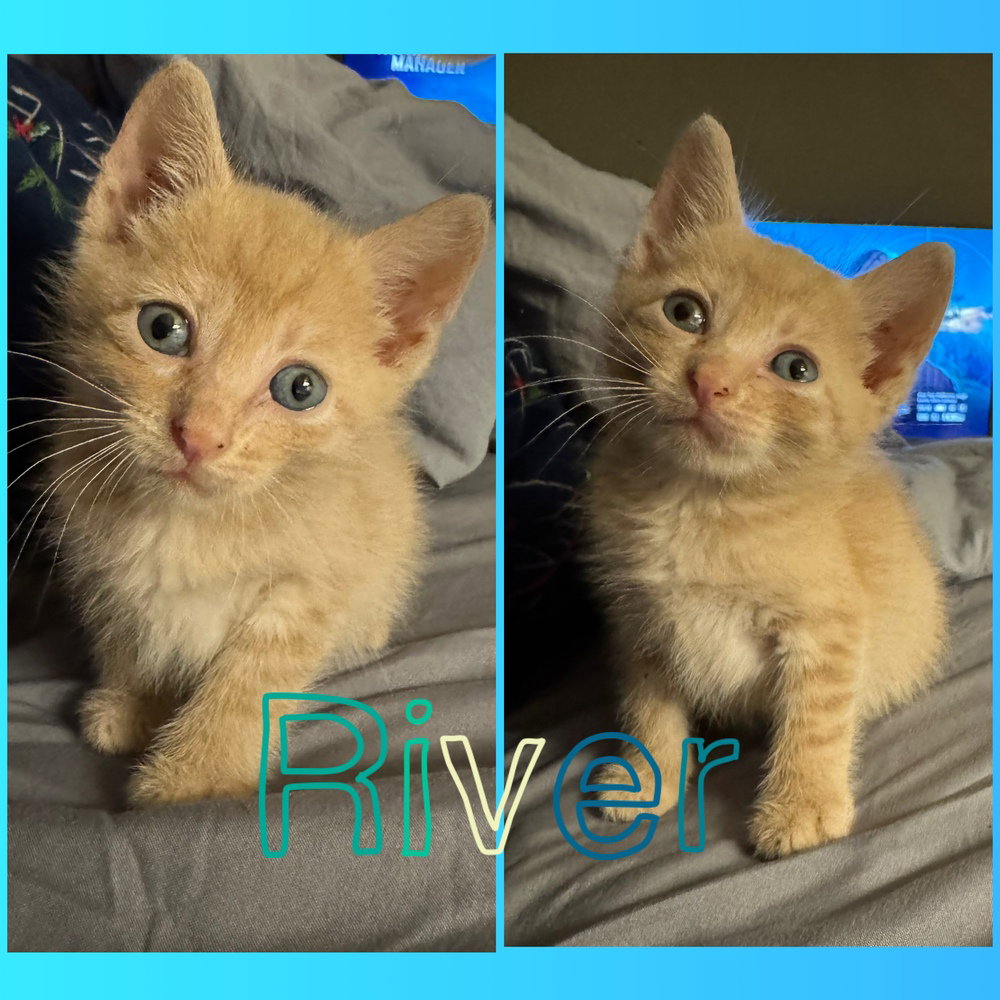 River, cat