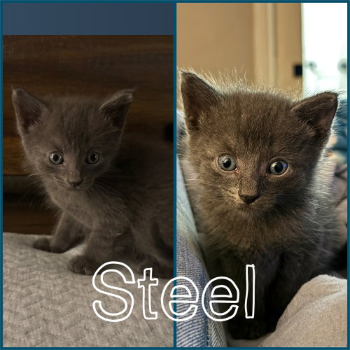 Steel