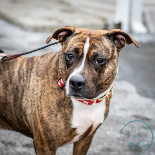 Sage, American Staffordshire Terrier / Boxer / Mixed
